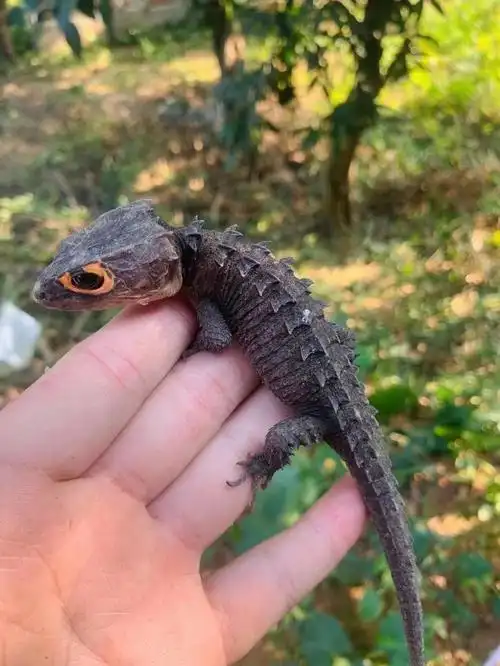 我的萌宠  #宠物蜥蜴  #我家宠物好可爱!红眼鹰蜥真的是太可了!