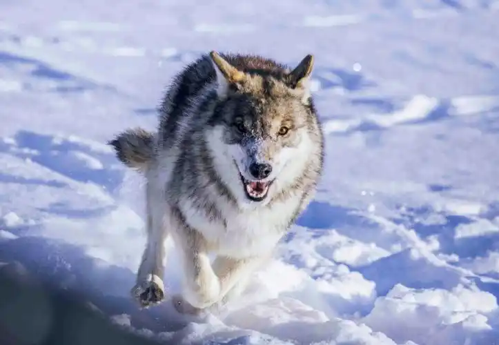 冬天的乌兰布统——雪中狼