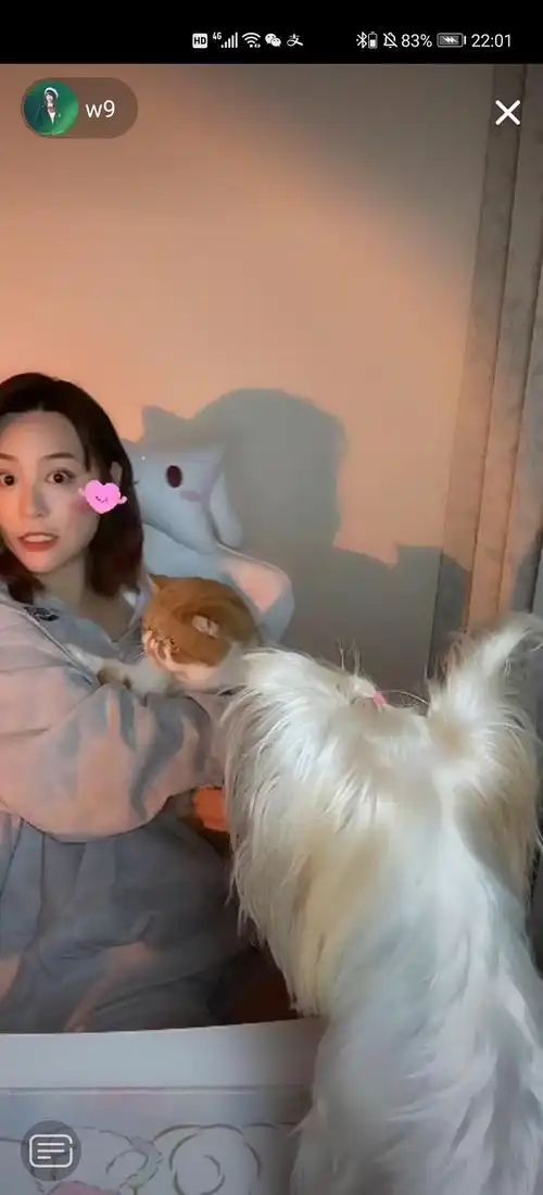 钱蓓婷的猫胖胖在哪里啊