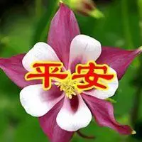 会带来好运的微信头像健康平安点击鼠标右键下载