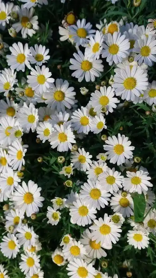 4k超高清iphone手机系列精选壁纸