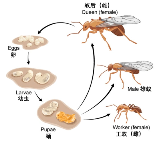 物理科普大车的轮毂为什么总是前凸后凹