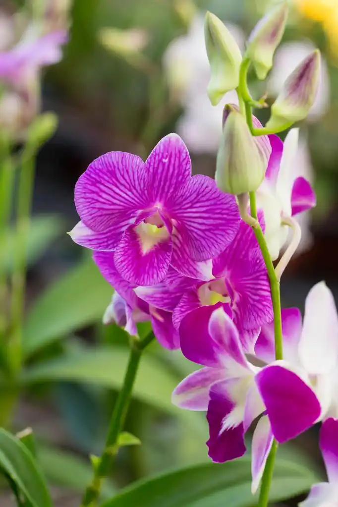 紫色兰花.,紫色兰花.