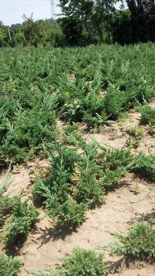 铺地柏出售列表