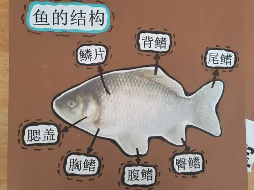 "鱼"你相遇—埠子小学幼儿园中三班班本故事