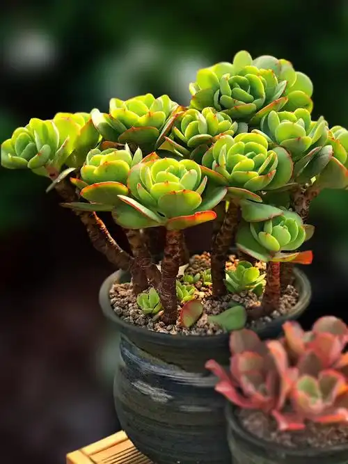 新品鸡蛋碧桃桃花石多肉植物一物一拍老桩精品多肉植物