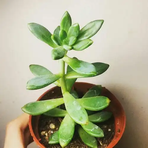 春萌&乙女心 徒了,怎麼救