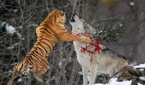 老虎生活的区域里面为什么不会有大型的狼群