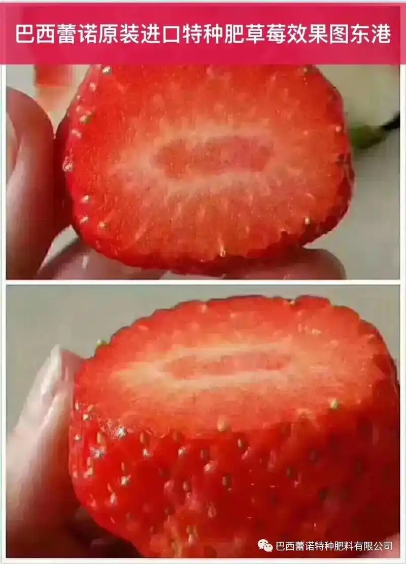 草莓科学管理以及蕾诺产品的反馈图片 - 抖音