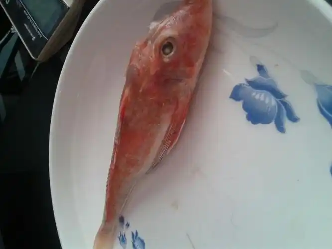 数:990获赞数:40239lv12 擅长:生物学花鸟鱼虫  展开全部 短鳍红娘鱼