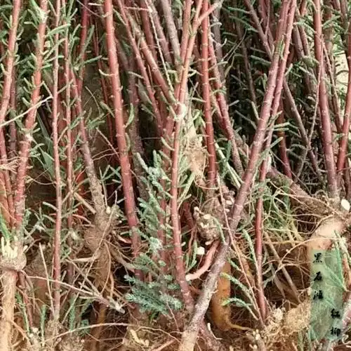 带根红柳苗柽柳树庭院街道公园绿化用苗高成活率包邮