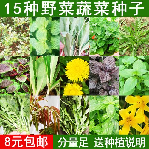 野菜种籽种子臭菜芝麻菜苏子种子马齿苋籽苋菜香椿种子野生蒲公英