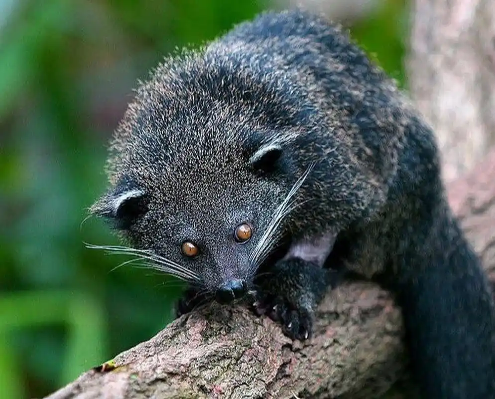 国家级一级重点保护野生动物——熊狸 熊狸(学名:arctictis binturong