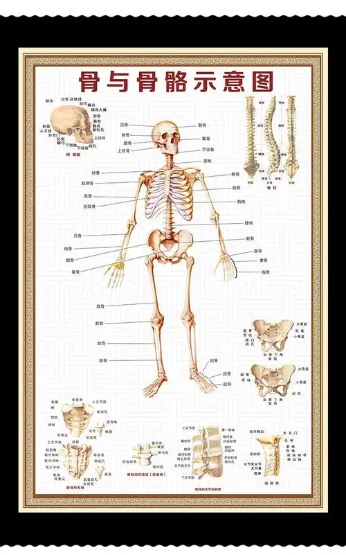 人体解剖图挂画 人体骼图大挂图肌肉解剖图器官结构图穴位医学科全身