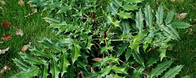 刺黄连的功效与作用 刺黄连有什么功效与作用