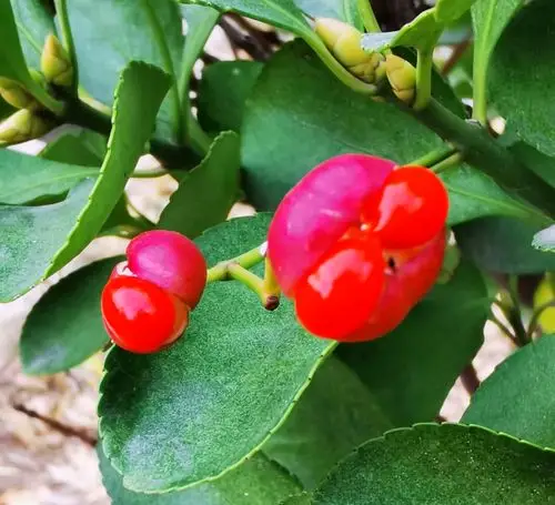 首发慈悲的冬青卫矛