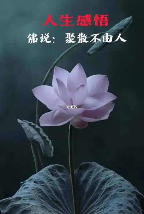 佛说:聚散不由人