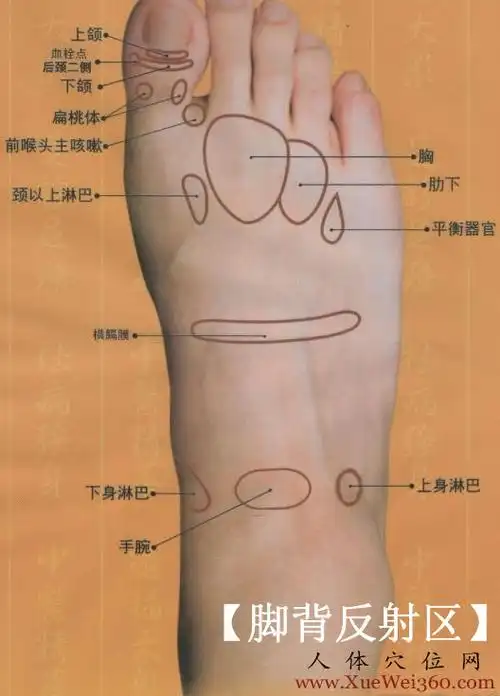 脚背反射区