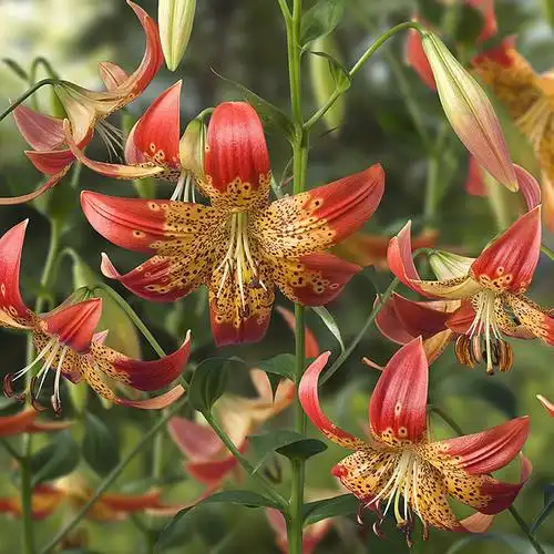 热销重瓣百合种球