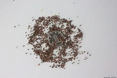 供应地被草花种子 二月兰种子 又名诸葛菜种子 紫金草种子