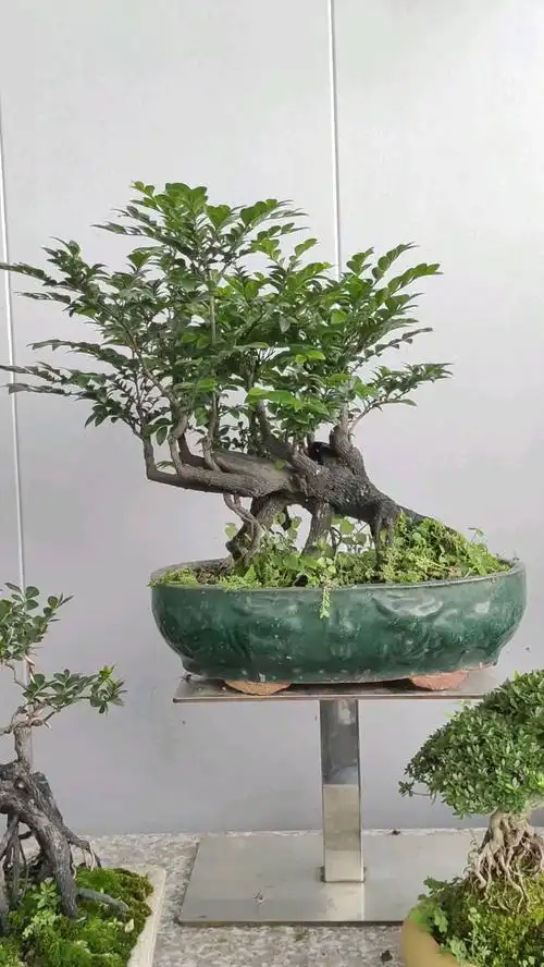 老桩黑骨茶盆景