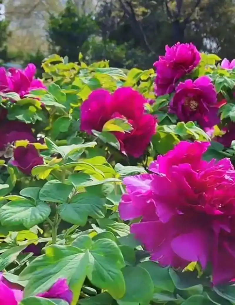 洛阳牡丹甲天下.#花开时节留住美好 #赏花听歌美景如画 #又 - 抖音