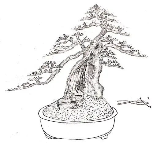 盆景设计效果图