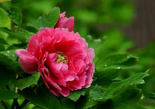 【牡丹花开摄影图片】生态摄影_太平洋电脑网摄影部落