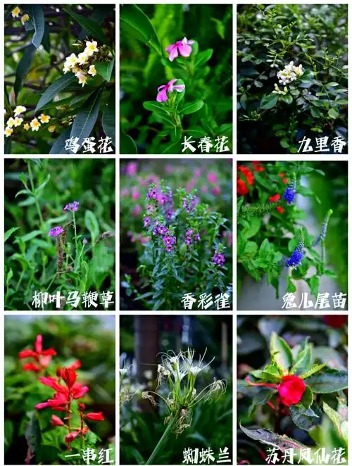 广州珠江新城81种园林植物大揭秘 夏天到了,大花紫薇和紫薇的花期一过