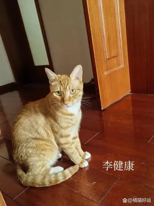 查看,小二子自己跑回来了,萌萌哒的小三三老猫守家跑得慢把猫都杀死了