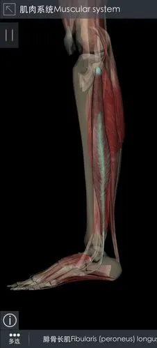 下肢肌肉