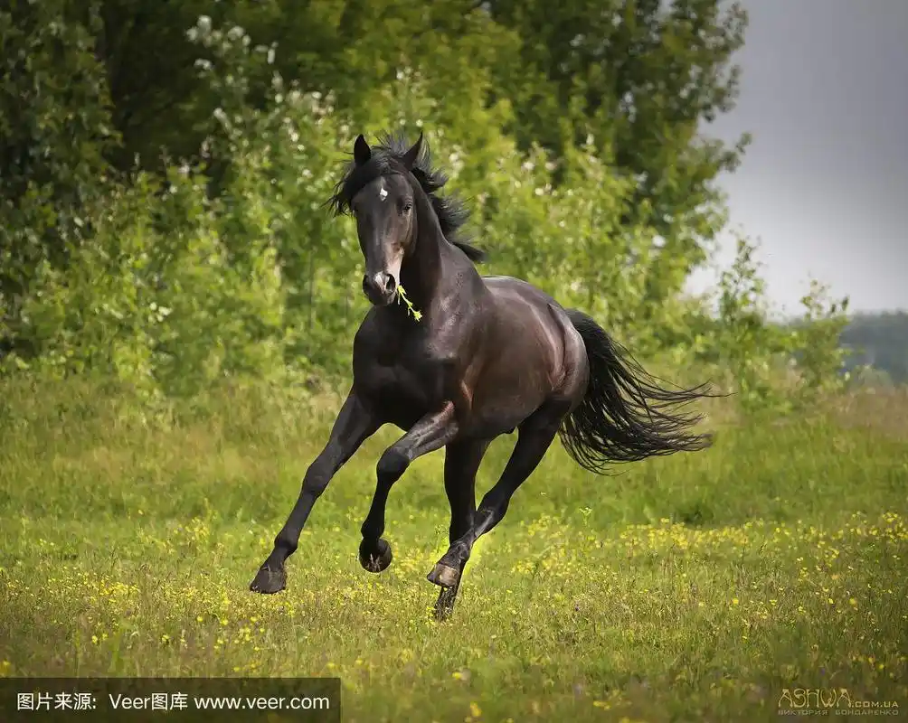 黑马在绿草和绿树的背景上奔跑