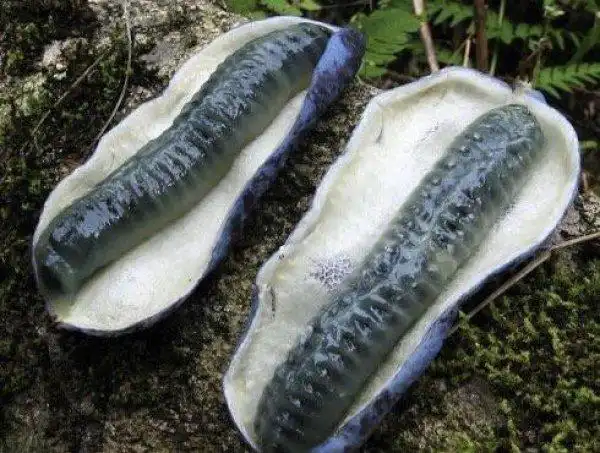 世界最丑的五种水果猫屎爪颜值不敢恭维