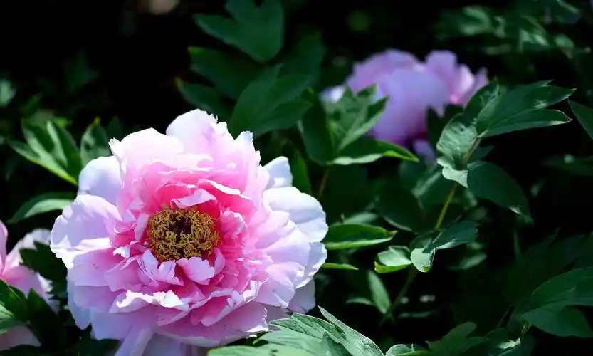 定格洛阳牡丹——大朵的牡丹花开,怎么看都漂亮