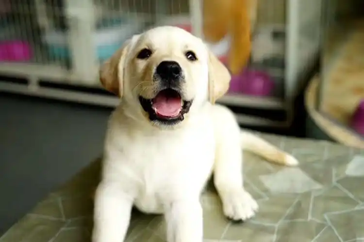 请问这只小奶狗是拉布拉多么?