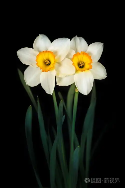 在黑色背景上的两朵花水仙