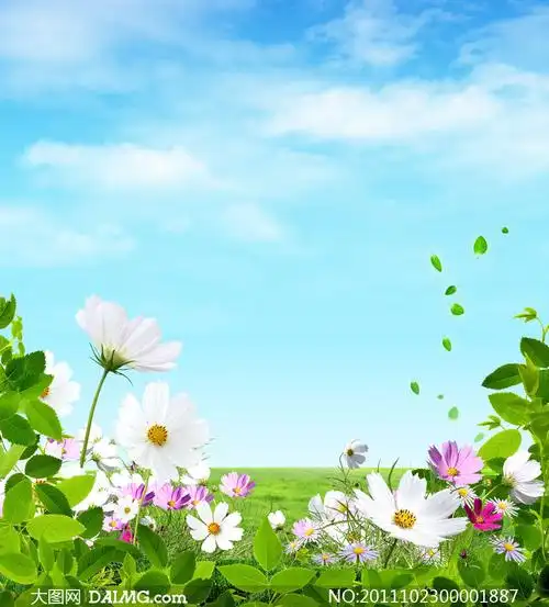 蓝天白云和鲜花摄影图片