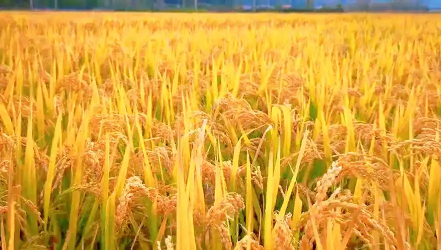 金秋十月稻田成熟的季节!