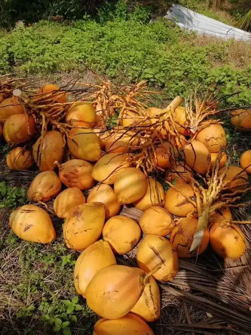 海南金黄椰子6个装新鲜当季新鲜椰子带皮金椰水果整箱6个装