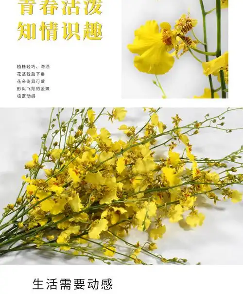 【跳舞兰】批发昆明鲜花 产地直销 花店用文心兰 跳舞兰鲜切花