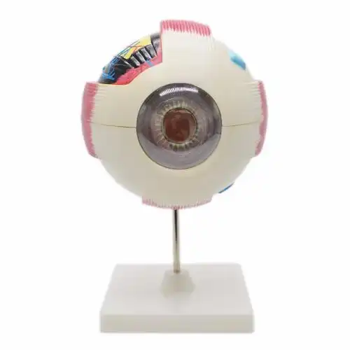 人体解剖眼模型