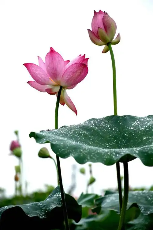 内乡县衙杯全国荷花摄影大赛结果揭晓