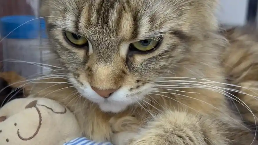 一只小猫咪刀人的眼神