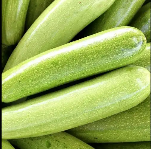 包邮农家新鲜蔬菜角瓜西葫芦非转基因绿色蔬菜角瓜3斤/5斤