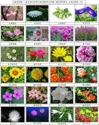 24时花图(每天24小时每钟点各自开什么花图)