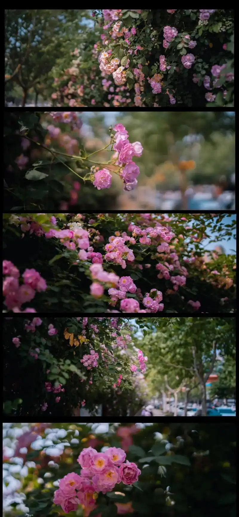 绿城郑州变花城#我的摄影日记 #花墙 #蔷薇花 #花期已至美 - 抖音