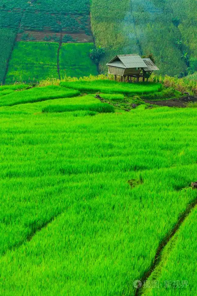 绿色的稻田日落美景