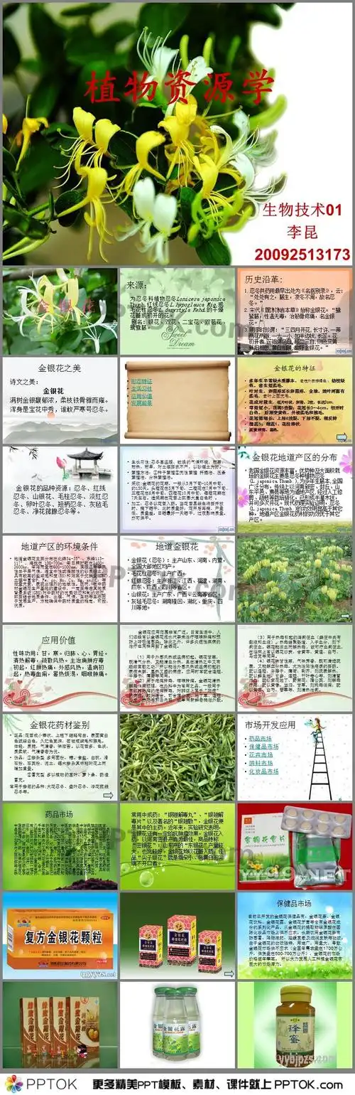 金银花介绍ppt