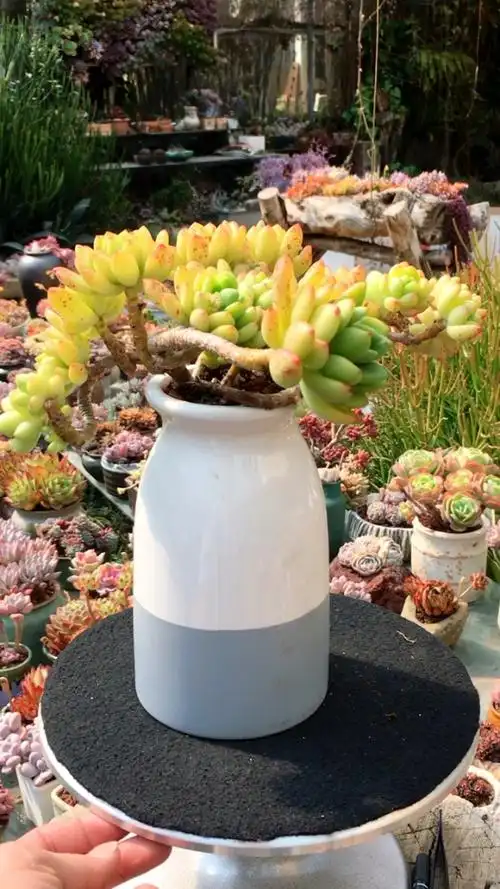 春萌悬崖老桩 26890