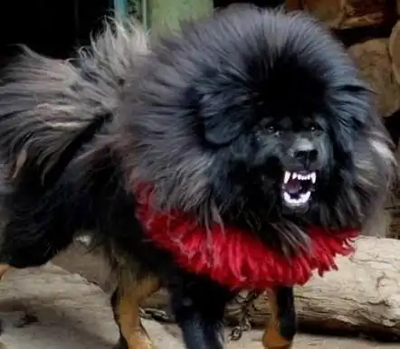 全世界只有几只